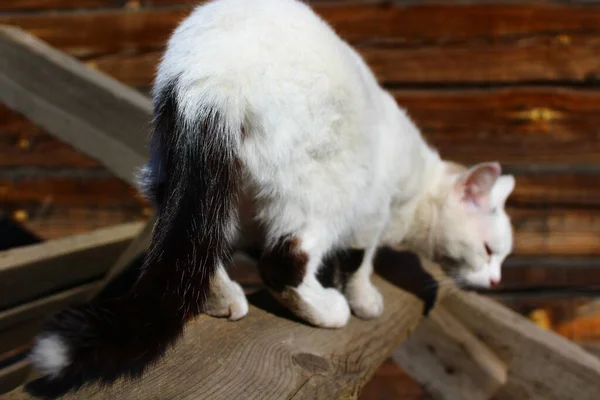 Cute Cat Butt Fluffy Tail — Φωτογραφία Αρχείου