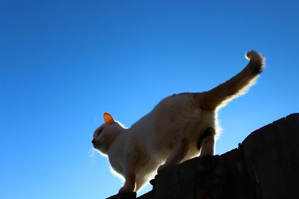 Cute Cat Butt Fluffy Tail — ストック写真