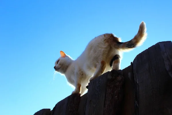 Cute Cat Butt Fluffy Tail — 스톡 사진