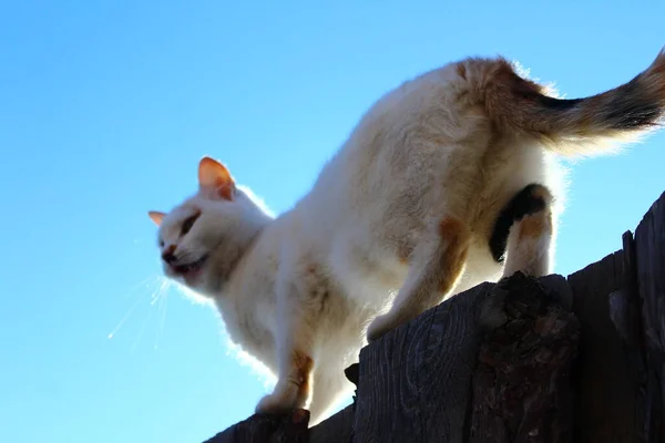Cute Cat Butt Fluffy Tail — Fotografia de Stock