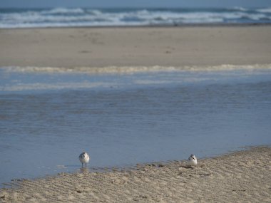 Alman kuzey denizindeki Juist Adası