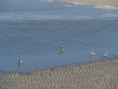 Alman kuzey denizindeki Juist Adası