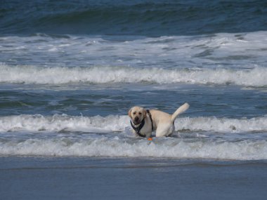 Alman kuzey denizindeki Juist Adası