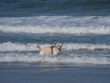 Alman kuzey denizindeki Juist Adası