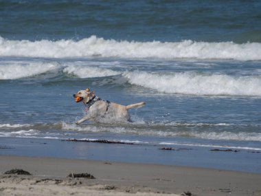Alman kuzey denizindeki Juist Adası