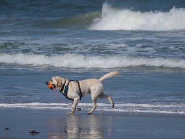 Alman kuzey denizindeki Juist Adası