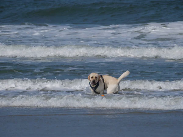 Alman kuzey denizindeki Juist Adası