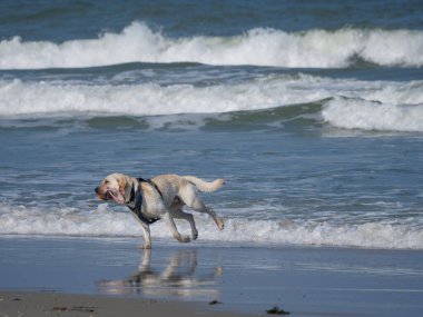 Alman kuzey denizindeki Juist Adası