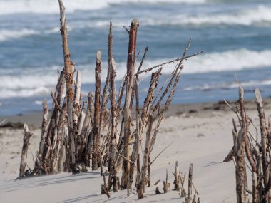Alman kuzey denizindeki Juist Adası
