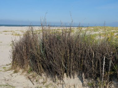 Alman kuzey denizindeki Juist Adası