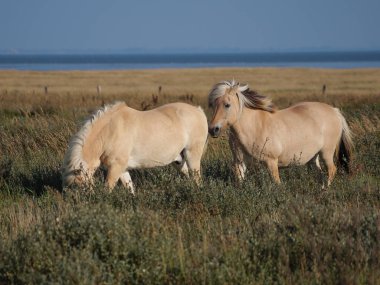 Alman kuzey denizindeki Juist Adası