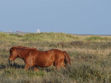 Alman kuzey denizindeki Juist Adası