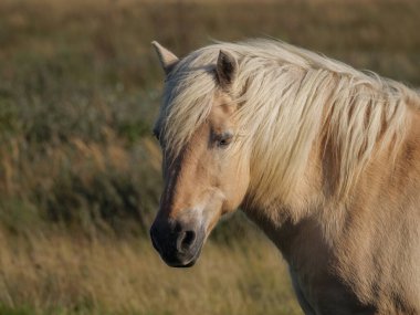 Alman kuzey denizindeki Juist Adası