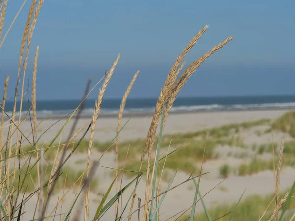 Alman kuzey denizindeki Juist Adası