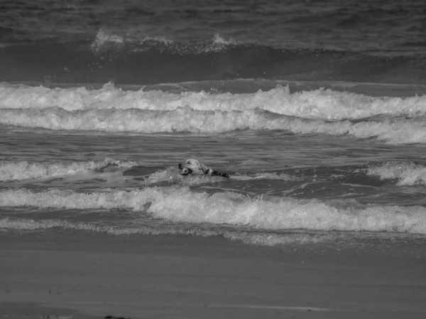 Het Eiland Juist Duitse Noordzee — Stockfoto