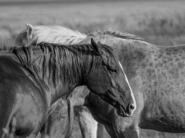 Alman kuzey denizindeki Juist Adası.