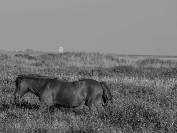 Ilha Juist Mar Norte Alemão — Fotografia de Stock