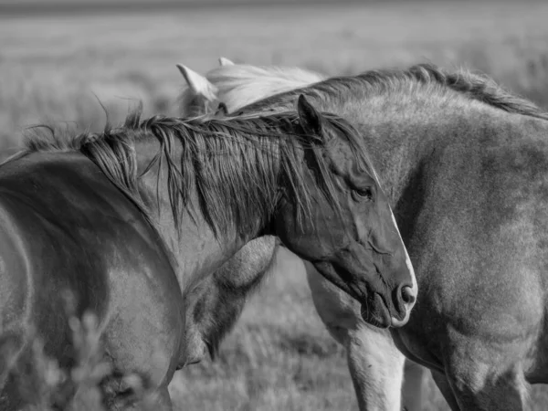 Alman kuzey denizindeki Juist Adası.
