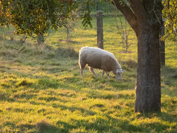 Πρόβατα Ένα Λιβάδι Στη Γερμανία — Φωτογραφία Αρχείου