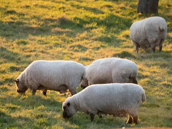 Fåren Äng Tyskland — Stockfoto