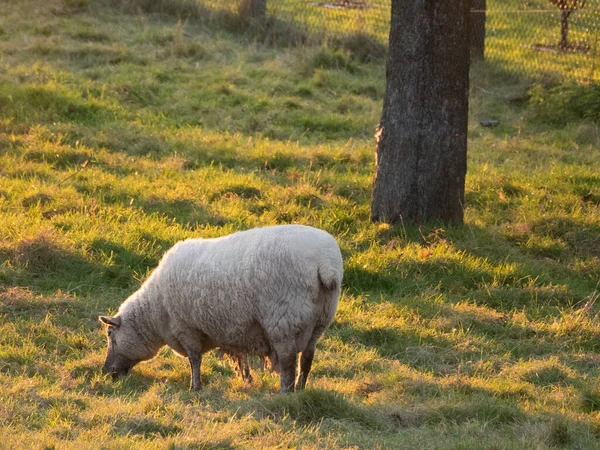 Schapen Een Weide Duitsland — Stockfoto