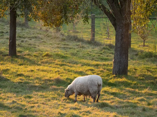 Ovejas Prado Alemania — Foto de Stock