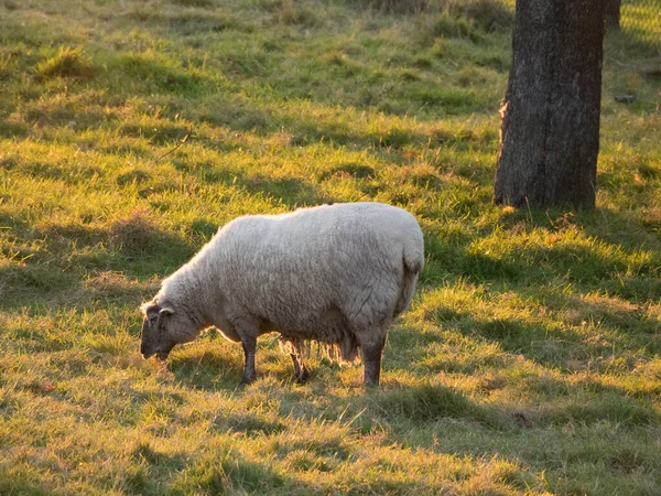 Schafe Auf Einer Wiese Deutschland — Stockfoto