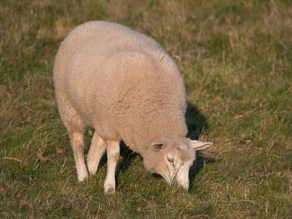 Moutons Sur Une Prairie Allemagne — Photo