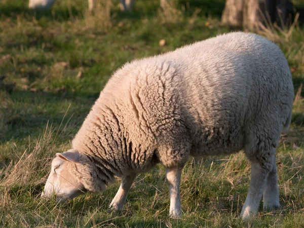 Sheeps Meadow Germany — Stock Photo, Image