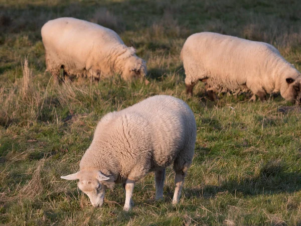在德国的草地上的羊 — 图库照片