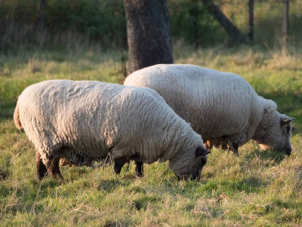 Moutons Sur Une Prairie Allemagne — Photo
