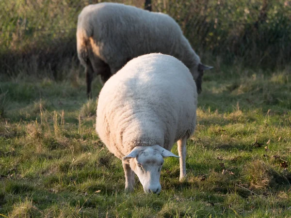 Fåren Äng Tyskland — Stockfoto