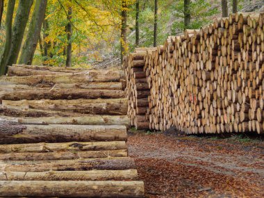 Ibbenbueren yakınlarındaki Teutoburger Cenneti 'nde yürüyüş.