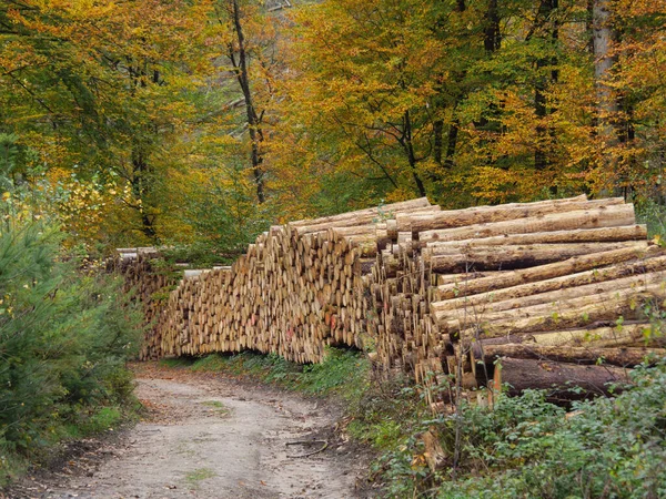 Caminhadas Teutoburger Wald Perto Ibbenbueren — Fotografia de Stock