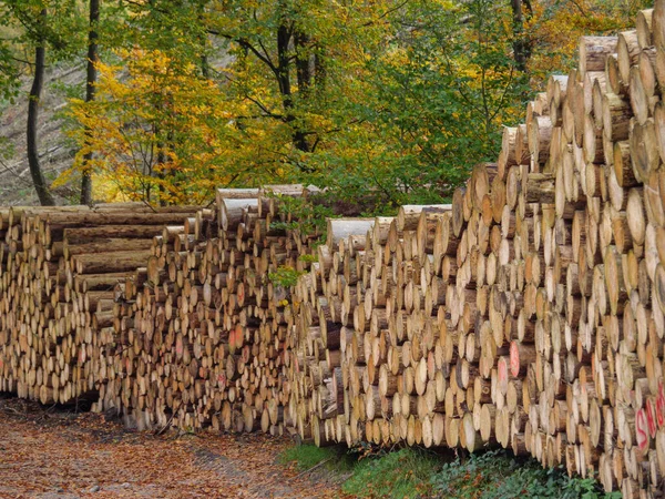 Caminhadas Teutoburger Wald Perto Ibbenbueren — Fotografia de Stock