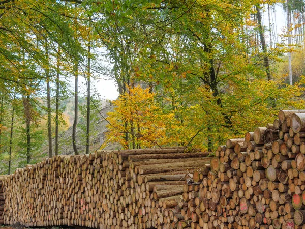 Randonnée Pédestre Dans Teutoburger Wald Près Ibbenbueren — Photo