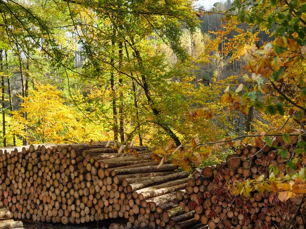 Wędrówki Teutoburger Wald Pobliżu Ibbenbueren — Zdjęcie stockowe