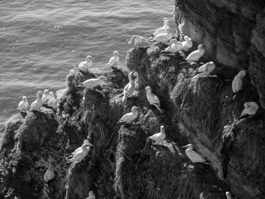 Alman kuzey denizindeki Helgoland Adası.