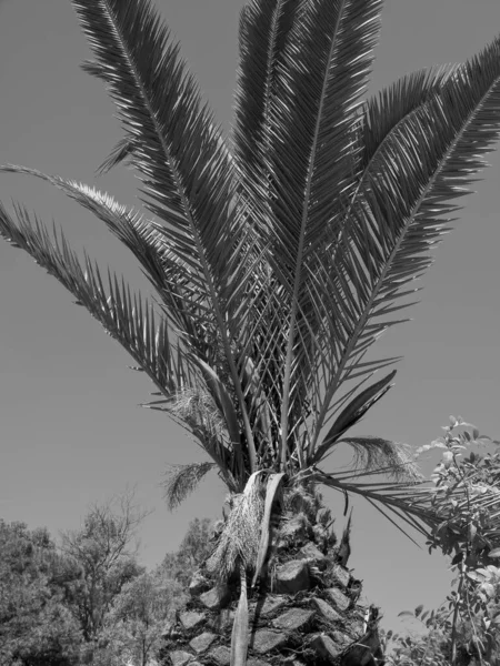 Staden Tunis Vid Medelhavet — Stockfoto