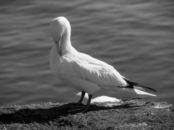 Die Insel Helgoland Der Deutschen Nordsee — Stockfoto