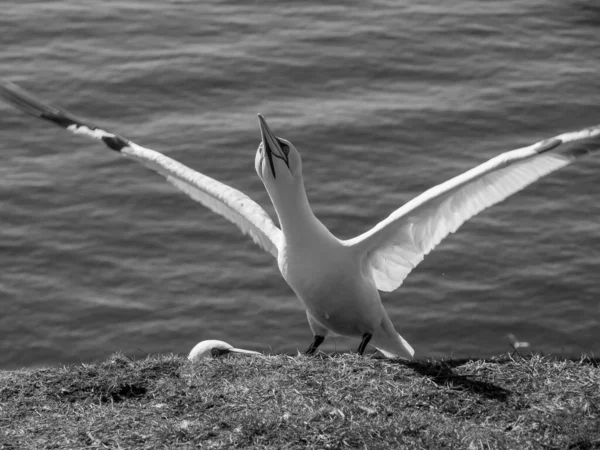 Alman Kuzey Denizindeki Helgoland Adası — Stok fotoğraf