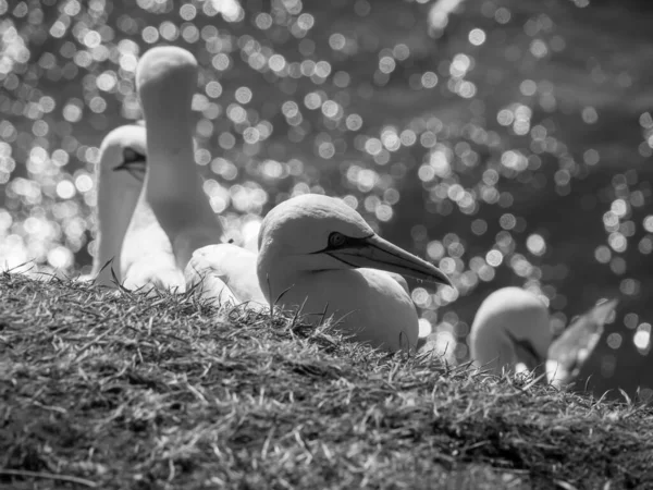 Alman Kuzey Denizindeki Helgoland Adası — Stok fotoğraf