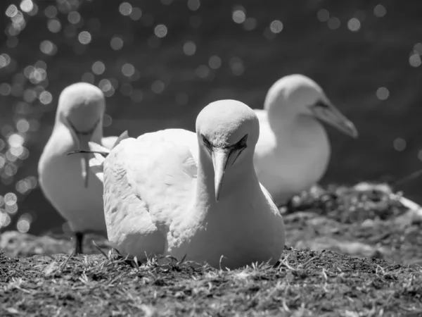 Die Insel Helgoland Der Deutschen Nordsee — Stockfoto