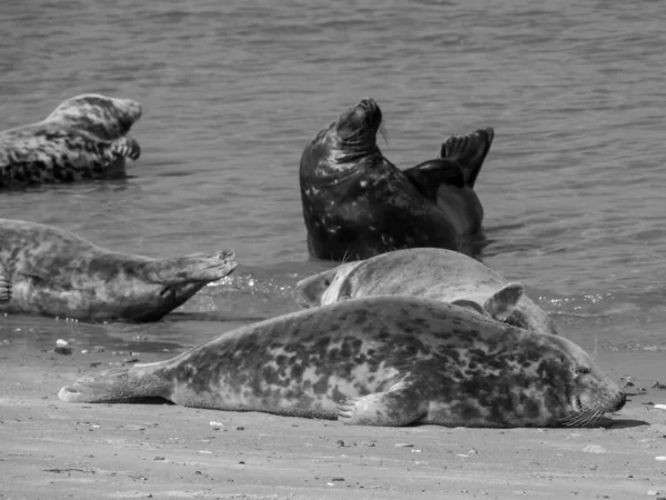 Het Eiland Helgoland Duitse Noordzee — Stockfoto