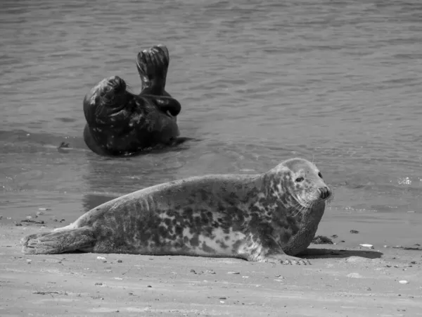 Ostrov Helgoland Německém Severním Moři — Stock fotografie