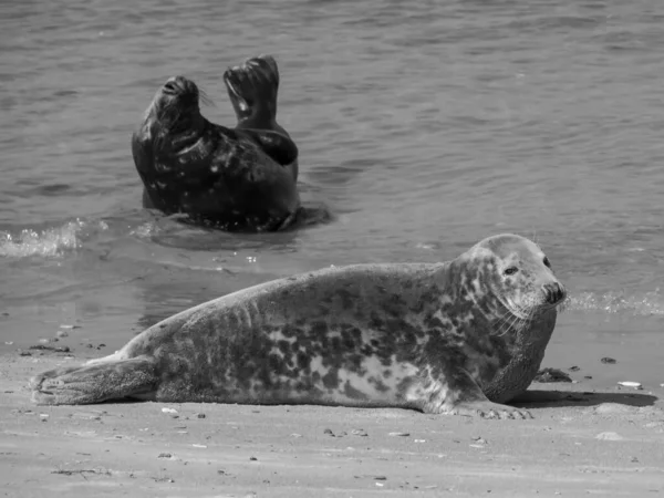 Het Eiland Helgoland Duitse Noordzee — Stockfoto