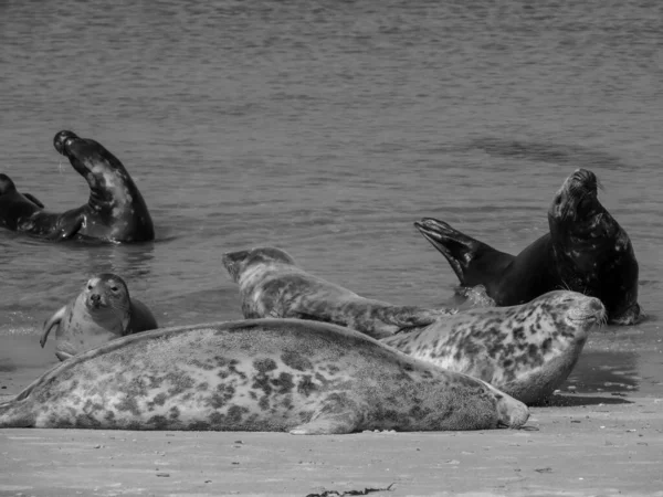 Isla Helgoland Mar Del Norte Alemán — Foto de Stock