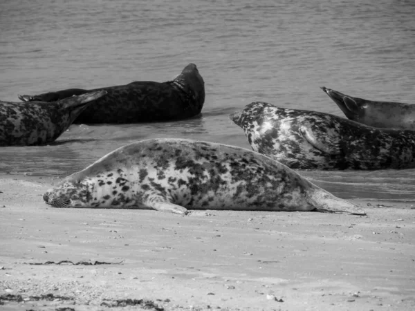 Het Eiland Helgoland Duitse Noordzee — Stockfoto