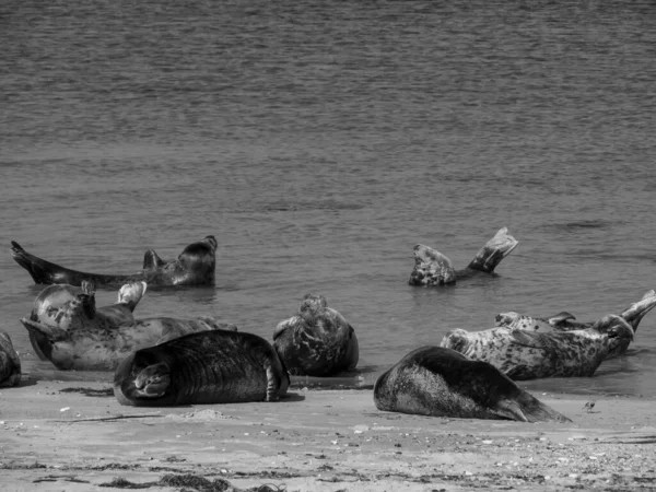 Isla Helgoland Mar Del Norte Alemán — Foto de Stock