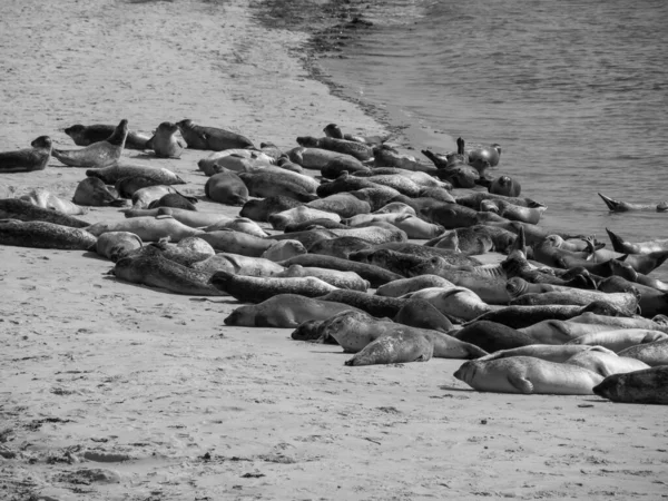 Het Eiland Helgoland Duitse Noordzee — Stockfoto